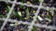 Racconto fotografico della raccolta delle olive e della frangitura - Cooperativa Olivicola Arnasco