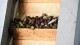 Racconto fotografico della raccolta delle olive e della frangitura - Cooperativa Olivicola Arnasco