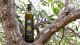 Etichetta olio di oliva extra vergine - Val Lerrone