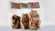 Grafica etichette biscotti artigianali - Antico Ricettario di Calizzano