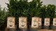 Grafica puntalini packaging piante aromatiche in vaso - L'Ortofrutticola di Albenga